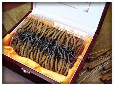 涪城冬虫夏草回收